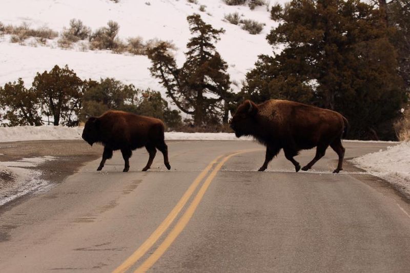 Bison slaughter in Yellowstone National Park is temporarily halt ABC