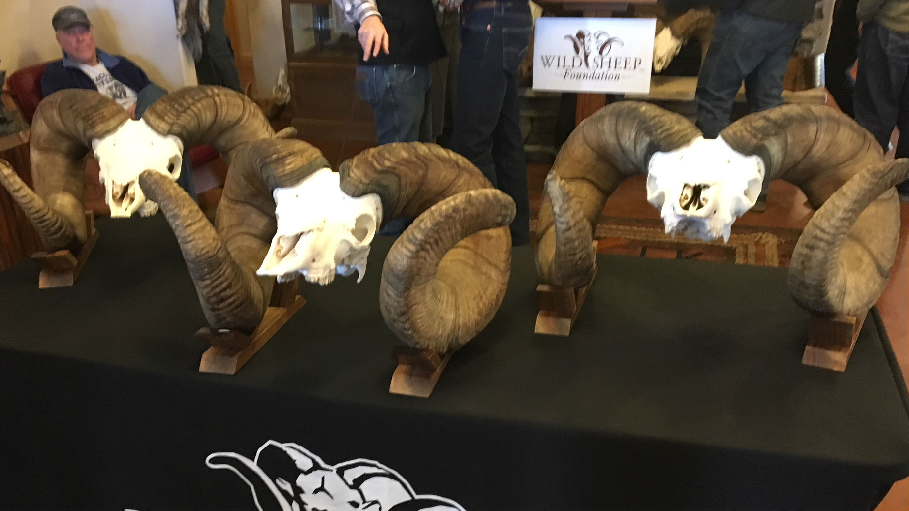 Bozeman celebrates worldrecord bighorn sheep ABC FOX Montana Local