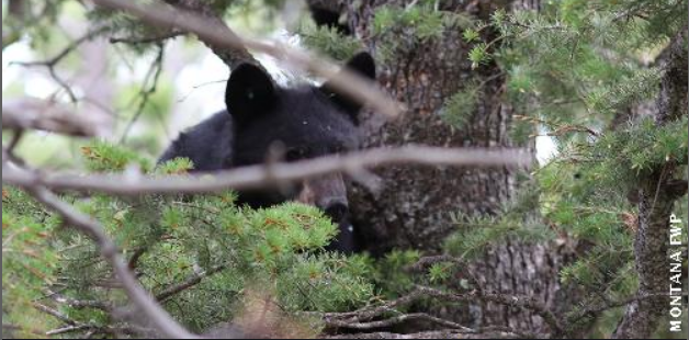 courtesy Montana FWP