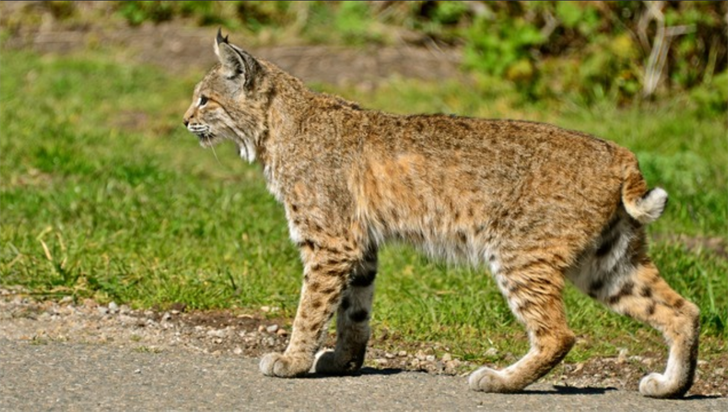 Bobcat stock photo by Linda Tanner via Flickr