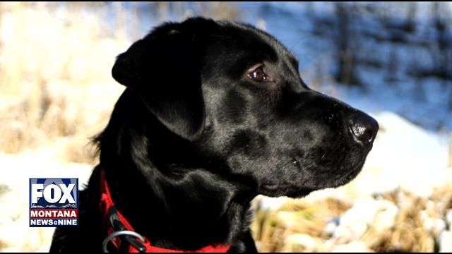 Otters Attack, Drown Black Lab on Echo Lake - ABC FOX Montana Local