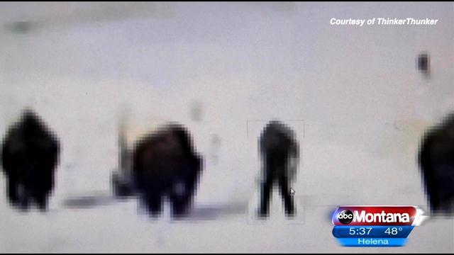 Yellowstone Bigfoot Video Goes Viral - ABC FOX Montana Local News